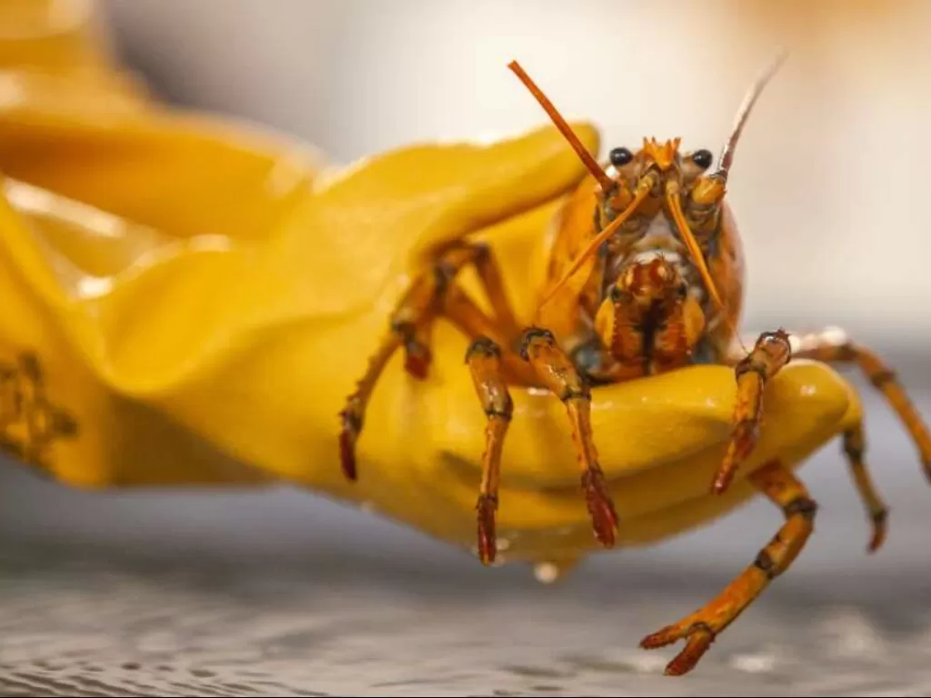 Tampilan lobster bertubuh warna kuning dan diberi nama Banana. (photo/Dok. IFL Science)