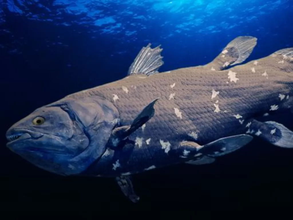 Coelacanth (BBC)