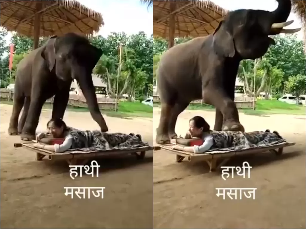 Cuplikan video turis dipijat gajah. (photo/Twitter/@ashishchauhan)
