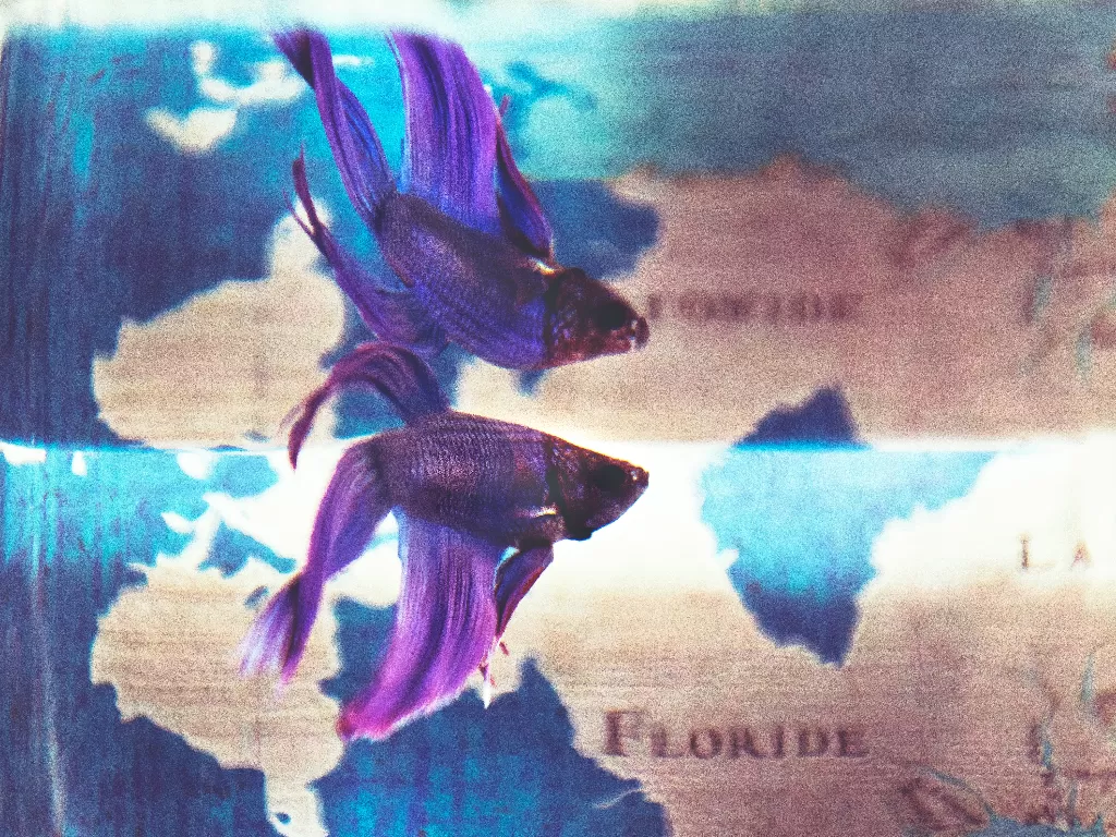 Ikan cupang (Pexels/Tim Mossholder)