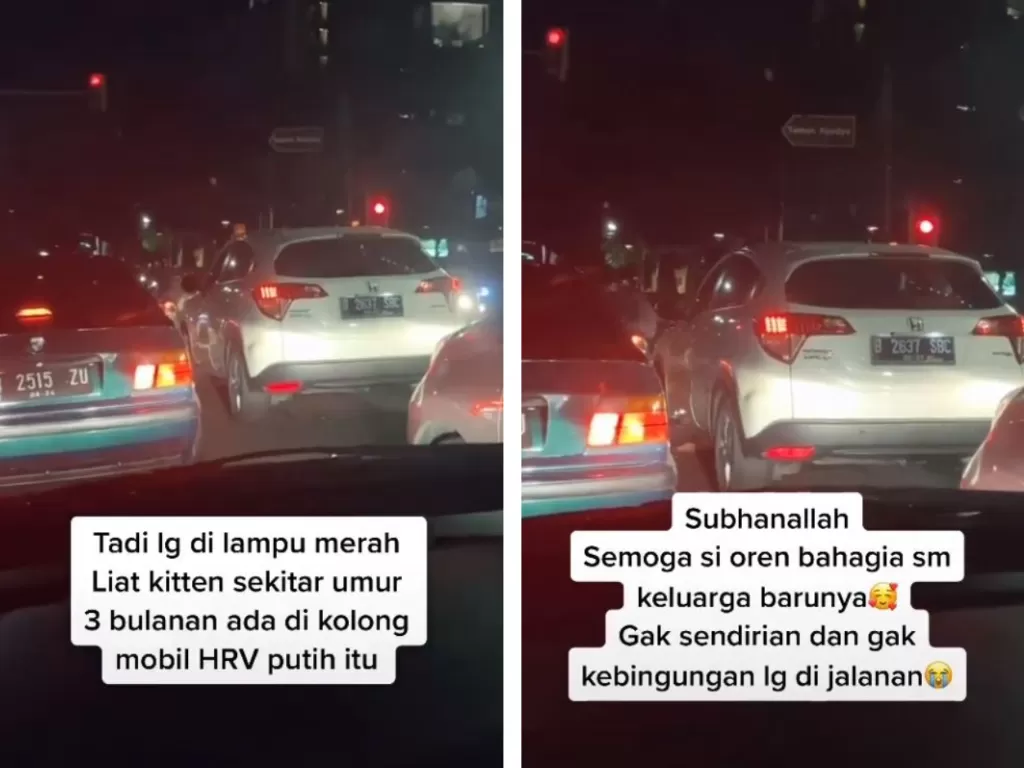Aksi terpuji pengendara turun dari mobilnya untuk menyelamatkan anak kucing yang melintas di persimpangan lampu merah. (TikTok/@cocoandcats)