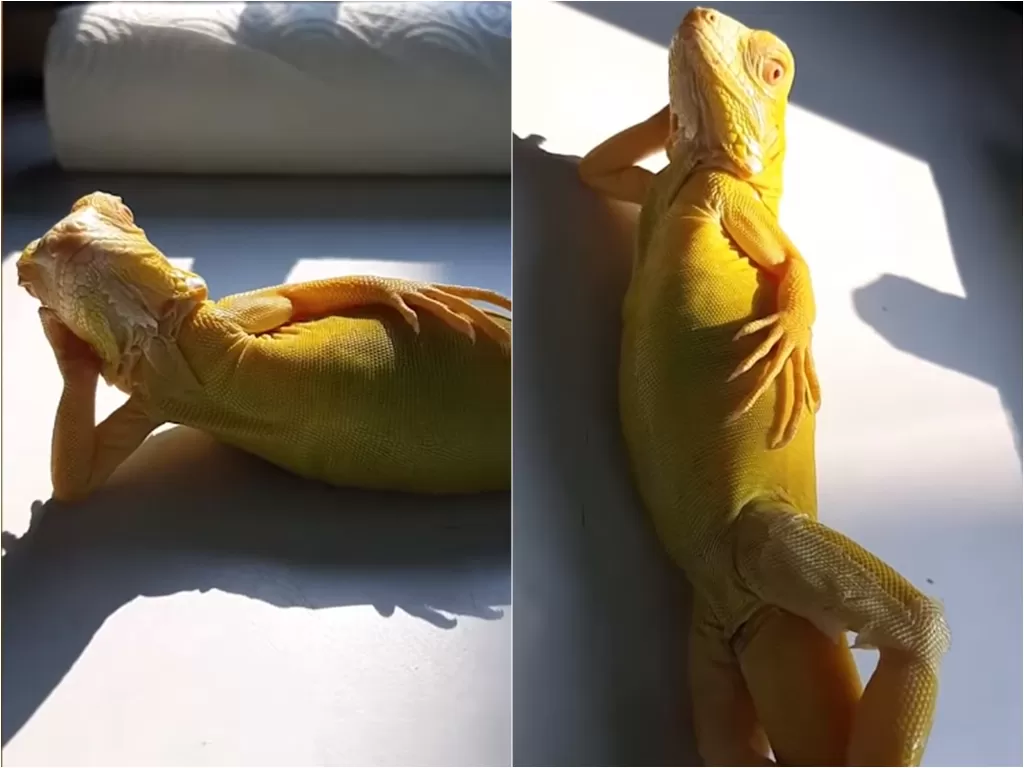 Cuplikan video Iguana yang bergaya. (photo/Youtube/ViralPress)