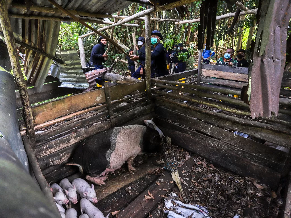 Petugas membongkar paksa kandang babi (ANTARAFOTO/Teguh Prihatna)