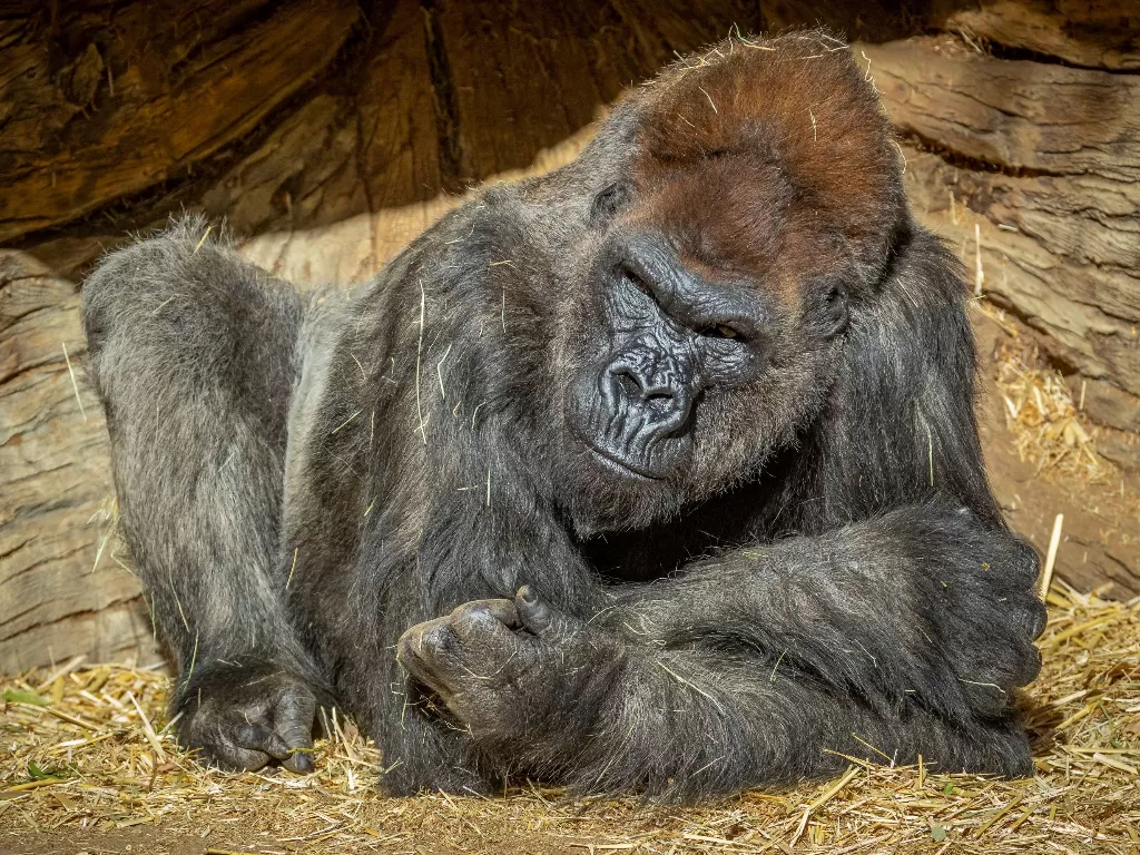 Gorila di kebun binatang San Diego, AS. (REUTERS/ KEN BOHN/SAN DIEGO ZOO GLOBAL)