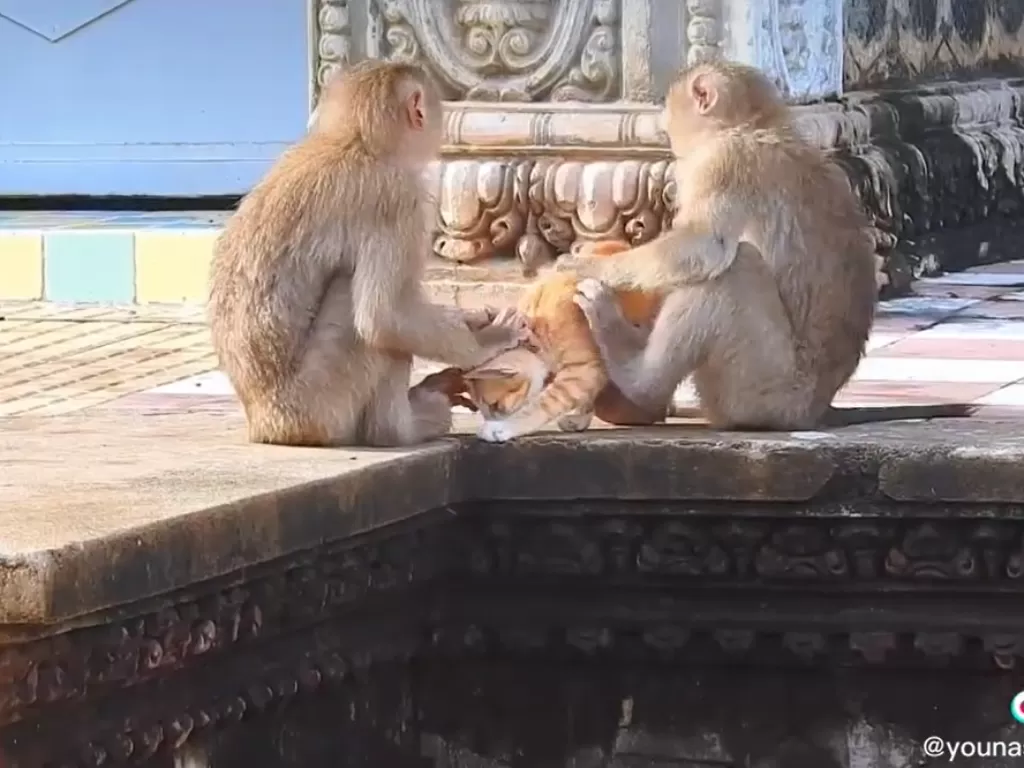 Dua ekor monyet menyiksa kucing oren (Screenshoot TikTok/@younasrazagujjar09)