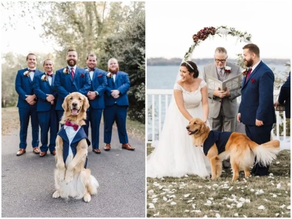 Anjing peliharaan jadi pengiring pengantin. (Insider/Kristin O'Leary Photography)