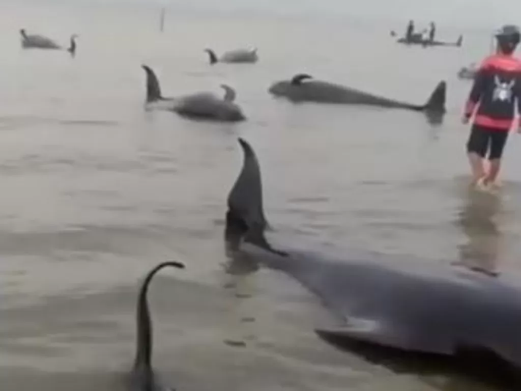 Puluhan ekor ikan paus ditemukan mati terdampar. (Instagram)