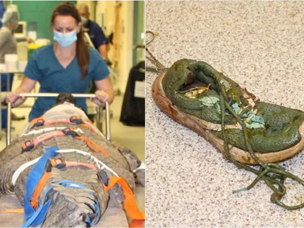 Buaya telan sepatu sneaker pengunjung dan dioperasi. (University of Florida College of Veterinary Medicine)