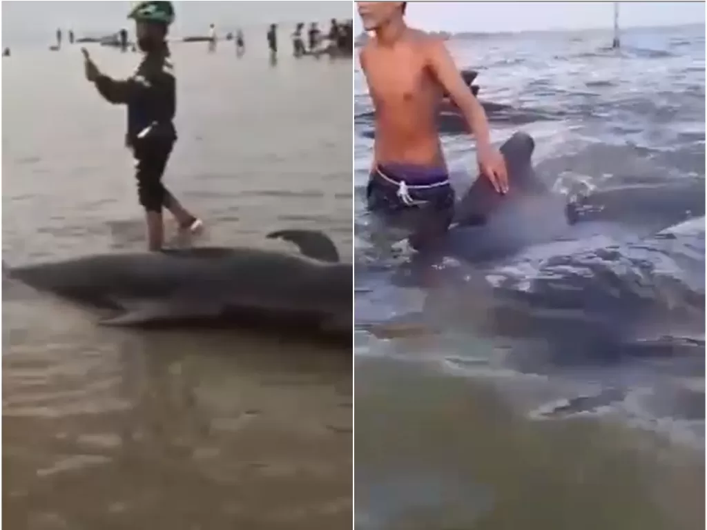 Warga mendekati puluhan paus yang terdampar di pinggir pantai (Tangkapan layar)
