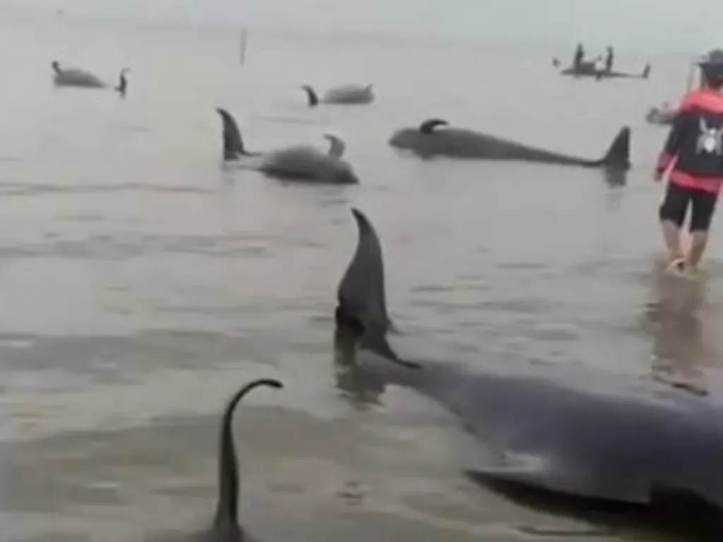 Puluhan ekor ikan paus terdampar (Instagram)