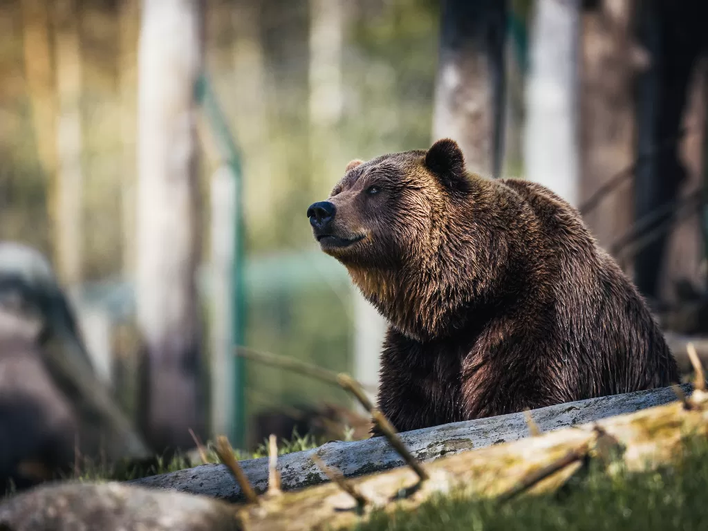 Ilustrasi beruang (Pexels/Janko Ferlic)