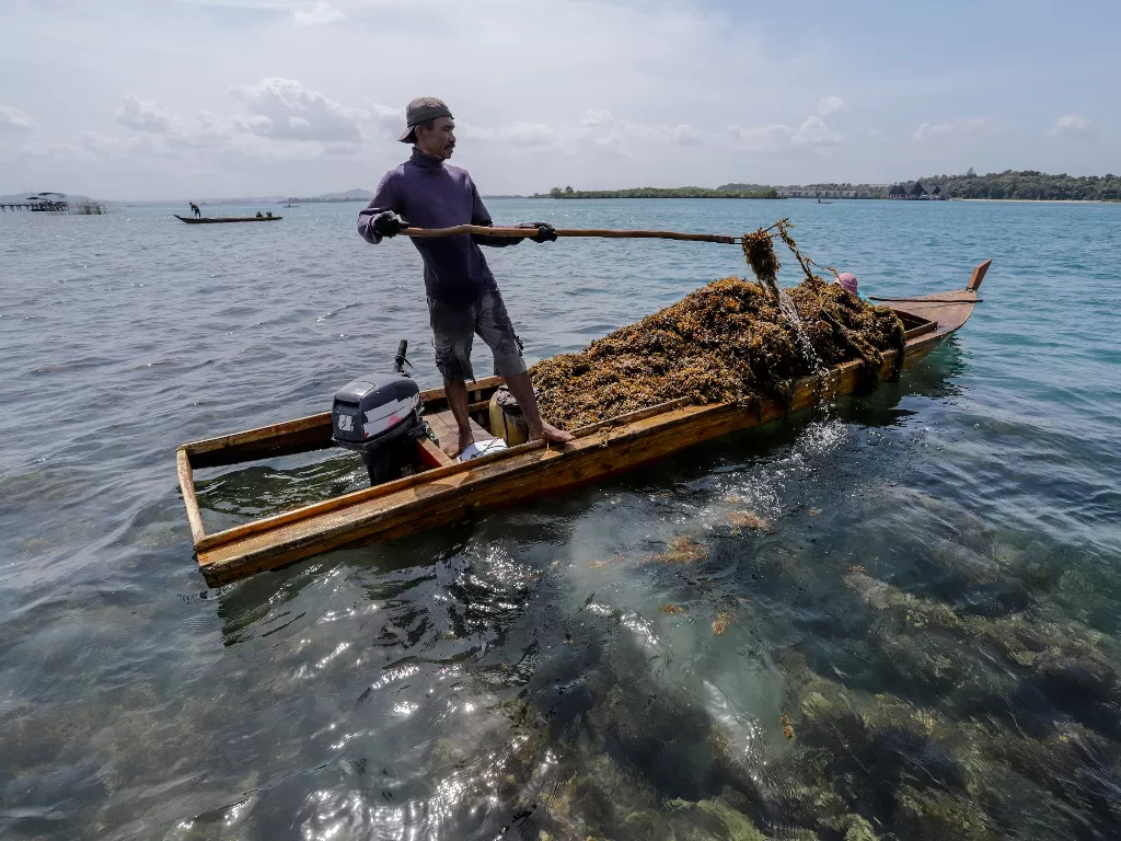 Nelayan mengangkat rumput laut (ANTARAFOTO/Teguh Prihatna)