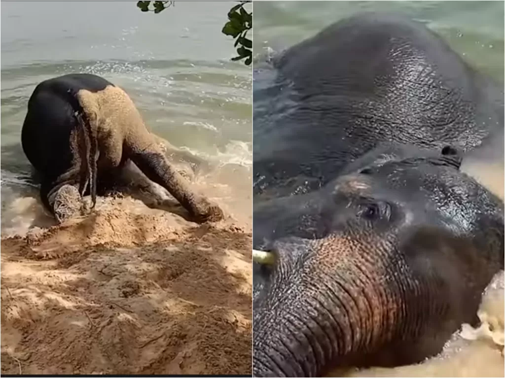 Cuplikan video gajah yang bermain air di sungai. (photo/Youtube/Viralpress)