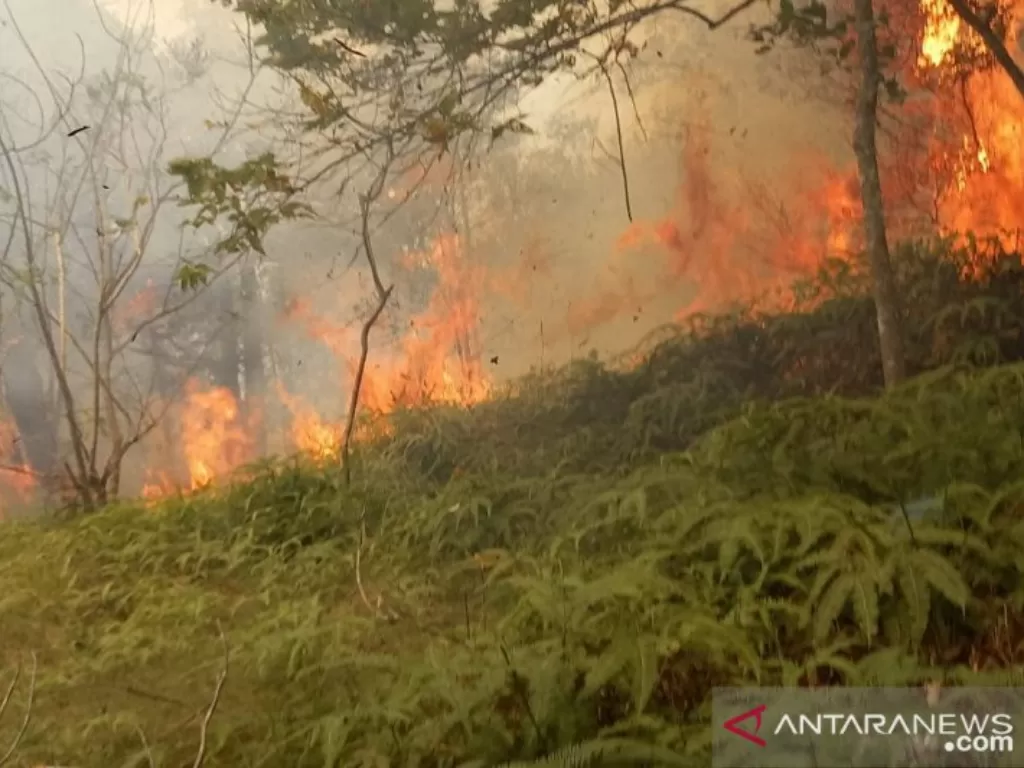  Kebakaran hutan yang berlokasi di sekitar Bandara Hang Nadim Batam, Senin (22/2). (photo/ANTARA/HO-Aspri)