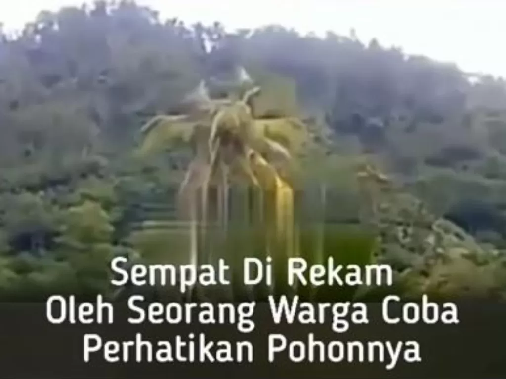 Viral pohon kelapa bergerak mirip orang berjalan. (Instagram/@intan_lestari212)