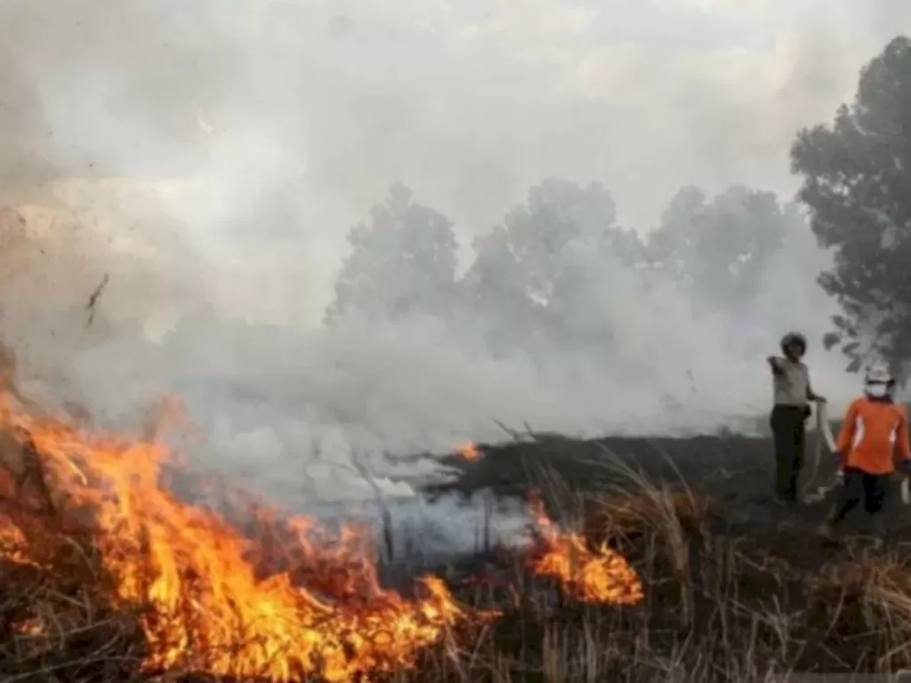 Kebakaran hutan dan lahan di Riau. (ANTARA FOTO/Rony Muharrman)