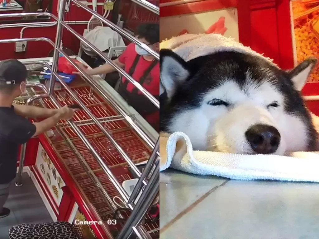 Anjing ini tetap diam dan tidur meski terjadi perampokan di toko majikan. (Photo/Facebook/????????? ??????????????????)