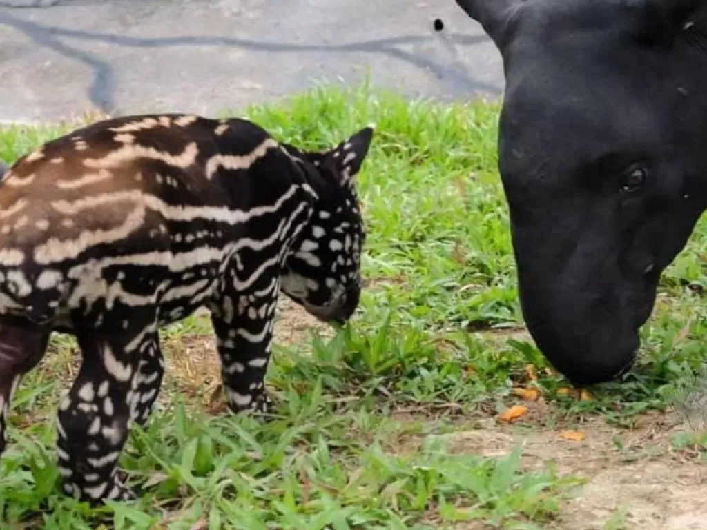 Bayi tapir yang akan diberi nama. (Photo/Facebook/99 WonderlandPark)