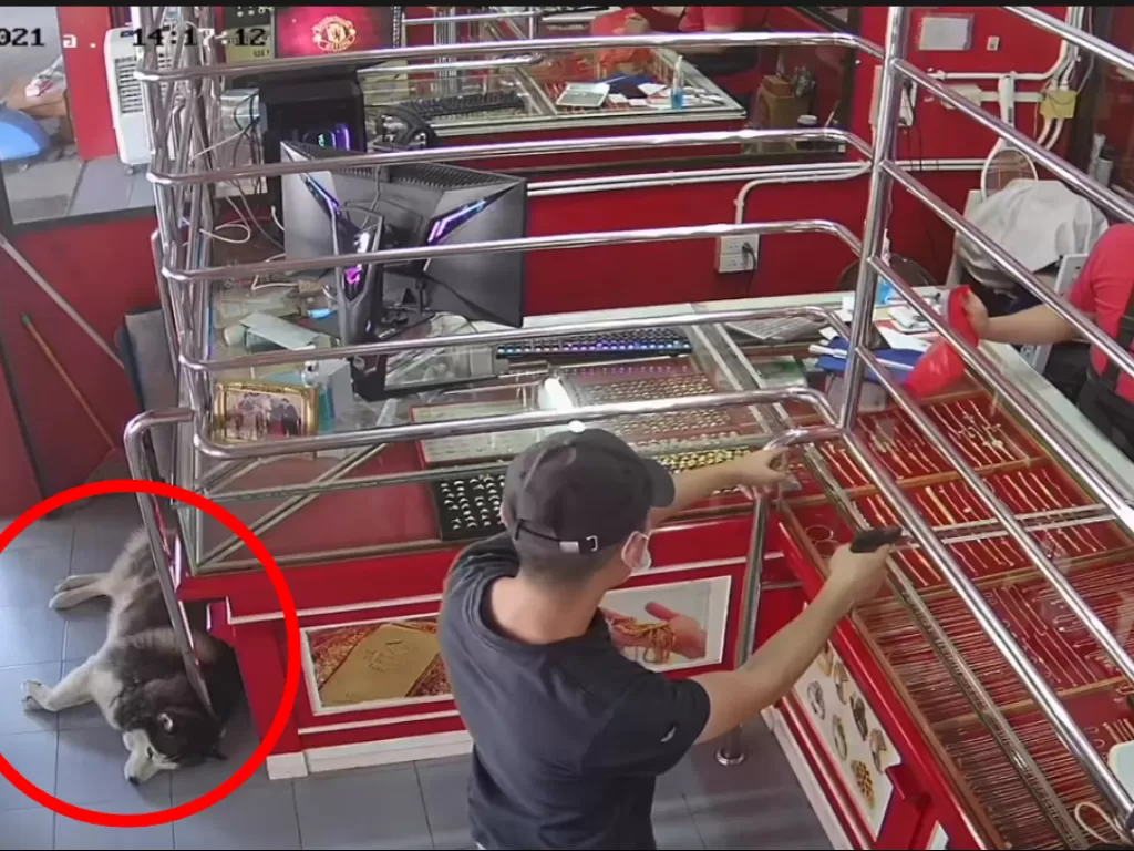 Cuplikan video anjing tidur di toko emas saat simulasi perampokan. (photo/Youtube/ViralPress)