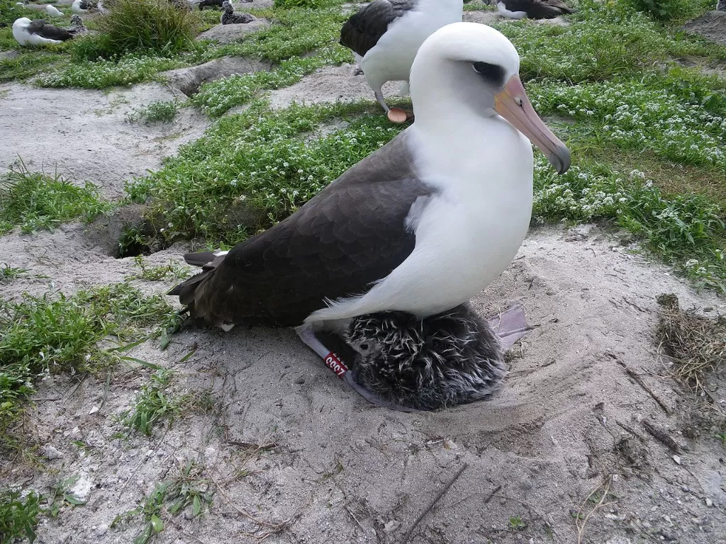 Burung albatros liar yang bernama Wisdom. (photo/Dok. Wikipedia)