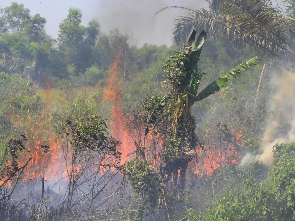 Ilustrasi kebakaran hutan. (photo/ANTARA FOTO/Aswaddy Hamid)