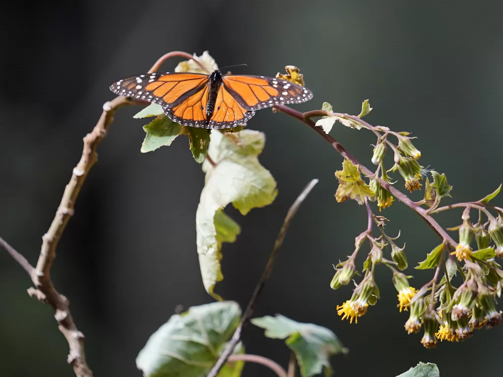 Seekor kupu-kupu raja di tanaman di suaka El Rosario (REUTERS/Toya Sarno Jordan)