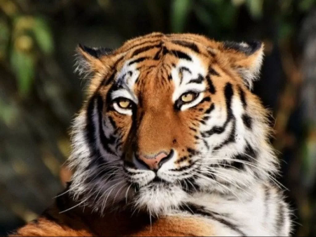 Ilustrasi: Seekor Harimau Sumatera 