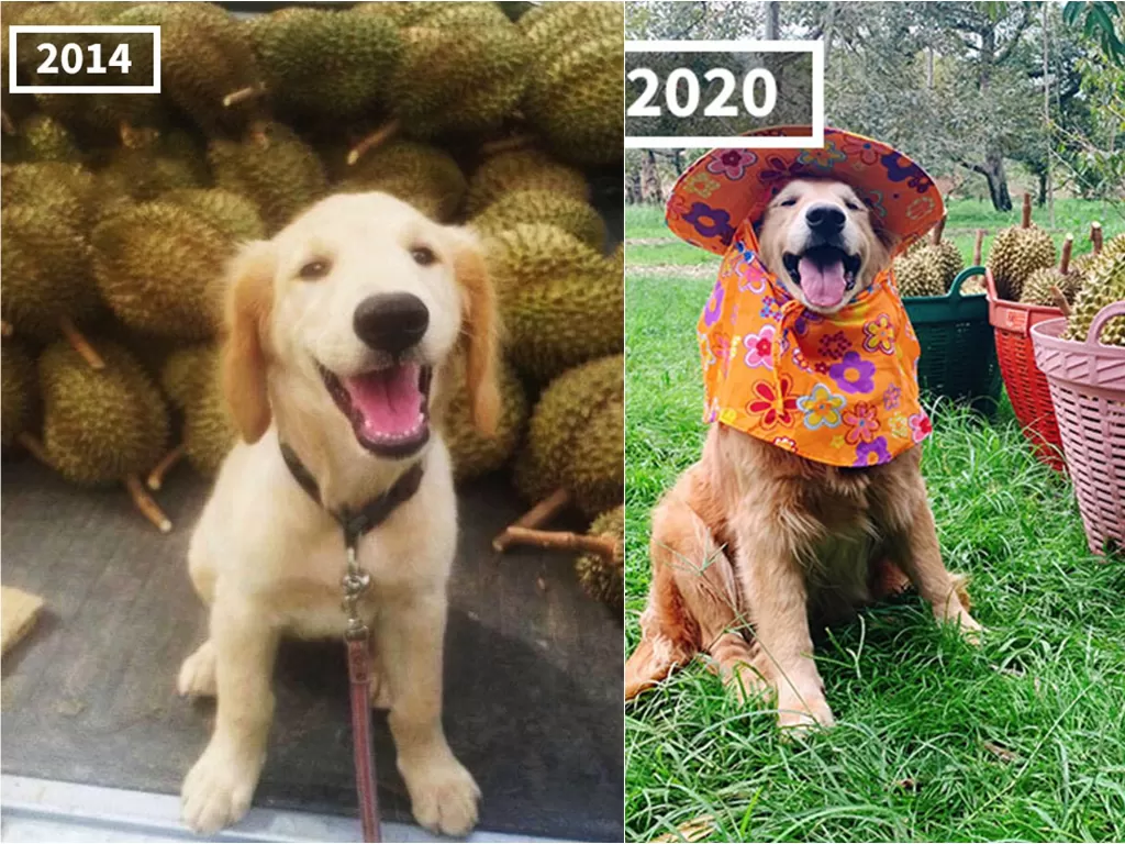 Anjing bernama Jubjib suka panen durian (Facebook/@jubjibdurain)