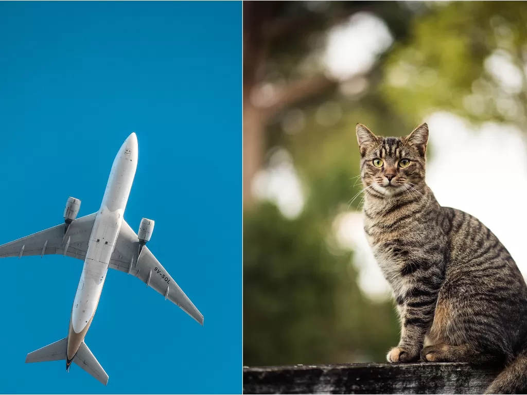 Ilustrasi pesawat (kiri), ilustrasi kucing (kanan). (Unsplash/@amarnathtade/@zane404)
