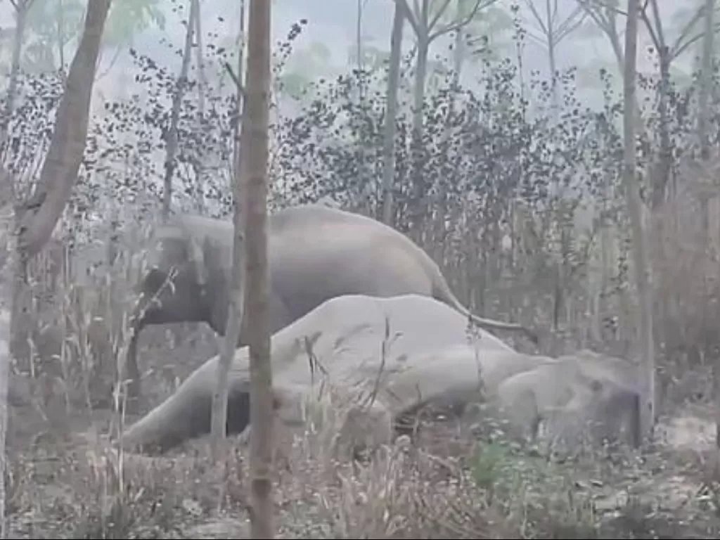 Anak gajah lindungi induknya (Daily Mail)