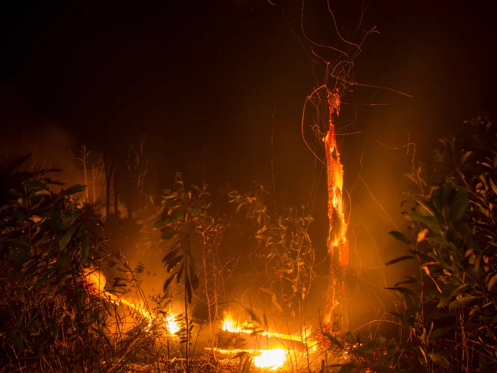Api menyala di kawasan hutan lindung PT Chevron Pacific Indonesia (ANTARA FOTO/FB Anggoro)