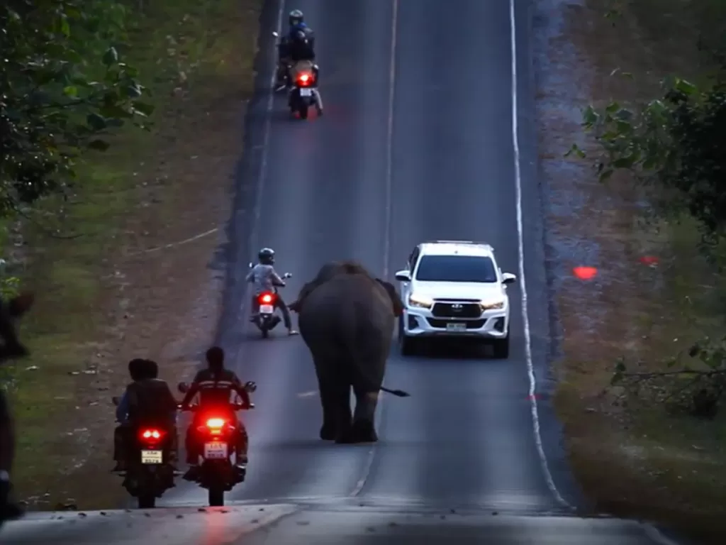 Gajah berjalan di jalanan (Screenshoot/YouTube/Viral Press)