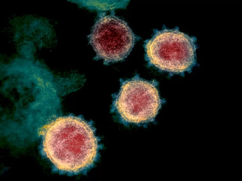 Ilustrasi virus corona (NIAID-RML/Handout via REUTERS)