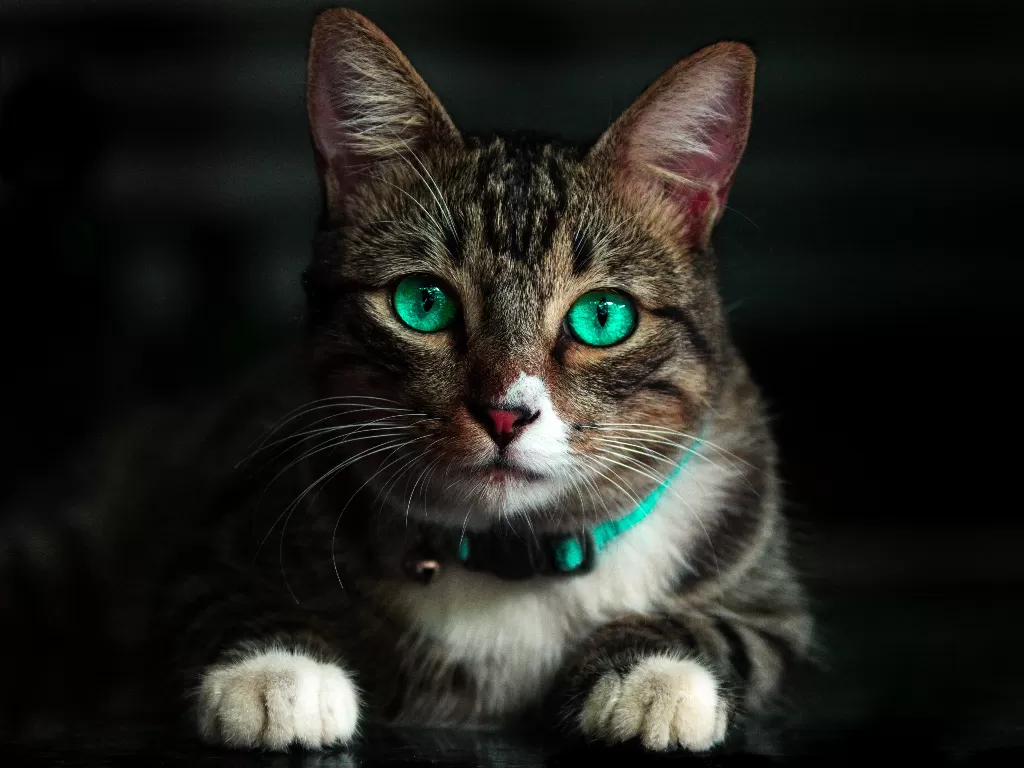 Kucing. (photo/Pexels/Kelvin Valerio)