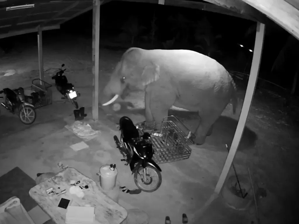 Gajah kelaparan mencuri ke rumah warga (YouTube/Viral Press)
