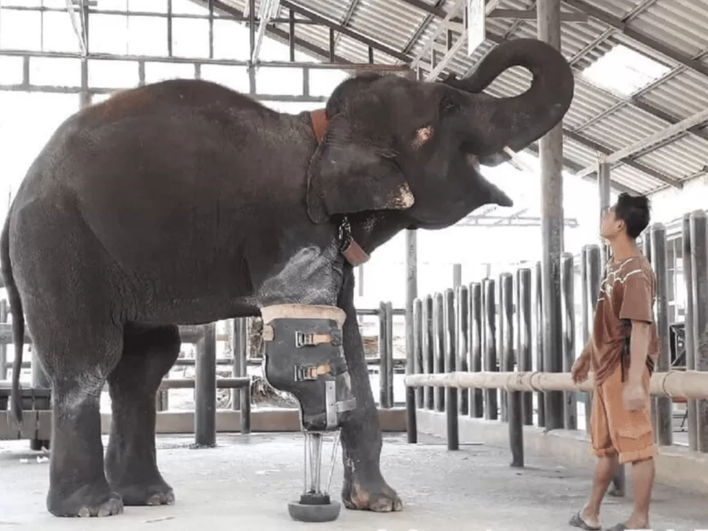 Gajah dipasangkan kaki palsu atau kaki prostetik (Doctor Jungle)