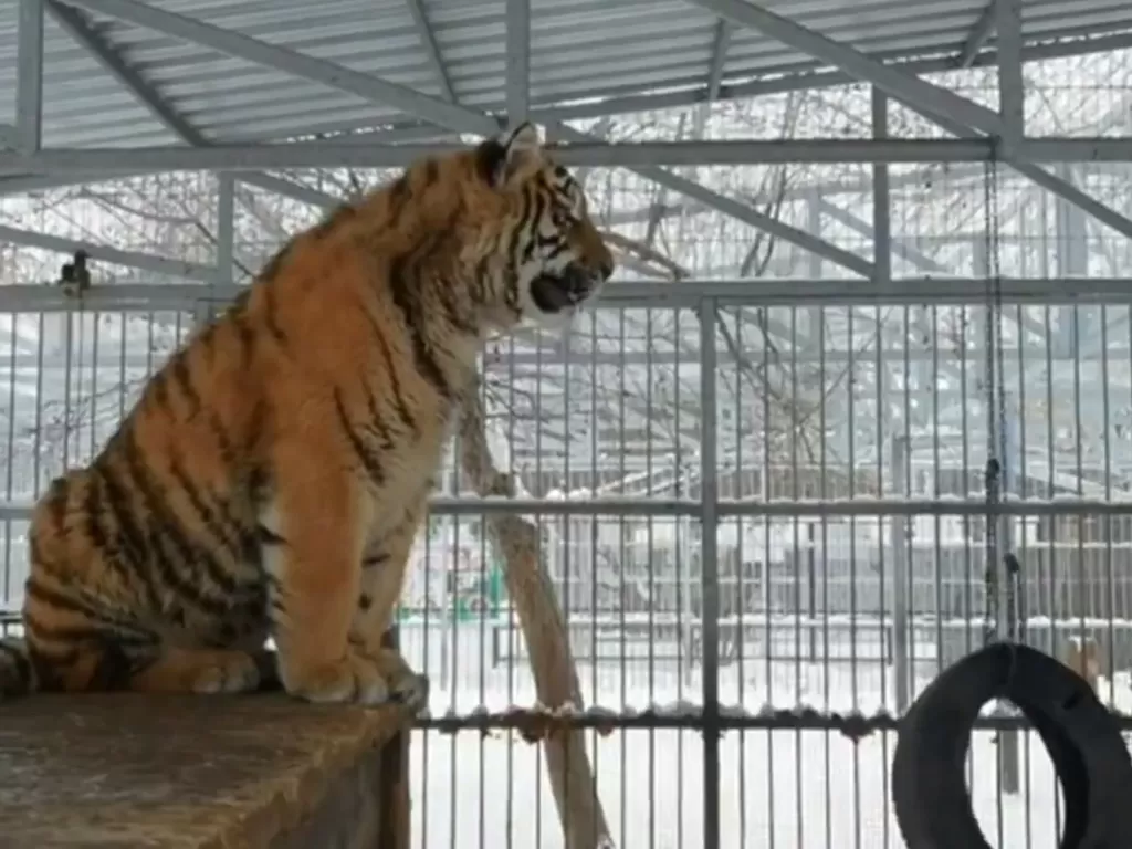 Anak harimau bernyanyi untuk tarik perhatian induk (Twitter/@siberian_times)