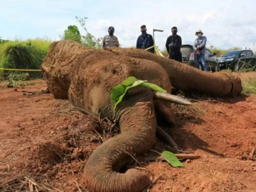 Bangkai gajah sumatera  tewas di kawasan Hutan Desa Alue Meuraksa, Kecamatan Teunom, Kabupaten Aceh Jaya, Aceh, Jumat (5/3/2021). (ANTARA FOTO/Syifa Yulinnas/foc.)