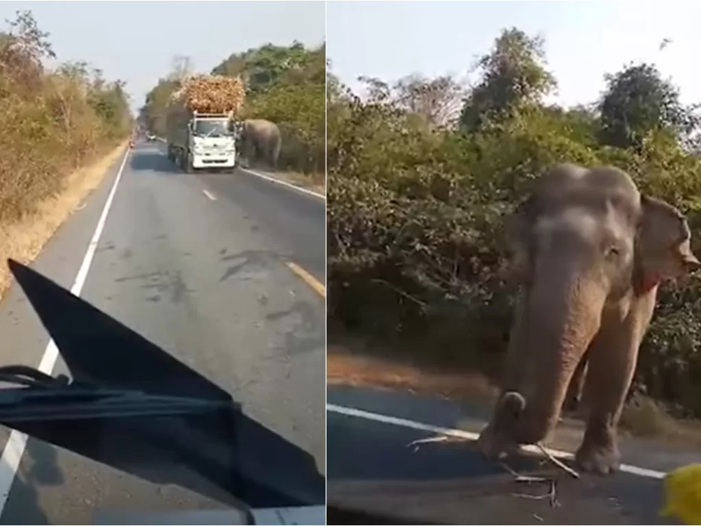 Gajah malang yang kelaparan (YouTube/Viral Press)