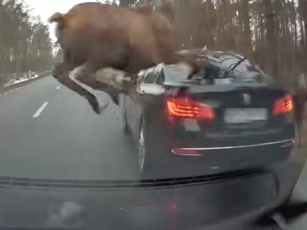 Detik-detik kawanan rusa yang menabrak mobil BMW M5 Series (photo/YouTube/STOP CHAM)