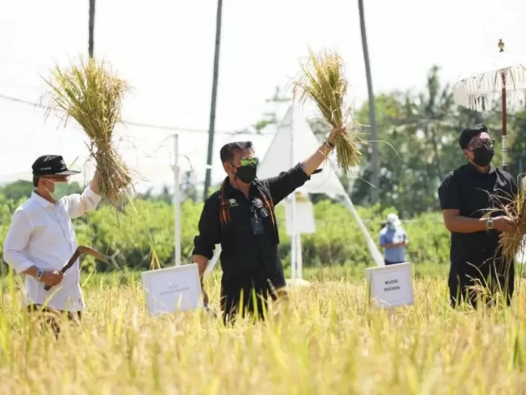 Menteri Pertanian Syahrul Yasin Limpo saat panen padi di Svarga Bumi Borobudur, lokasi agrowisata sawah Kabupaten Magelang, Sabtu (6/3/2021). (ANTARA/HO-Kementerian Pertanian)