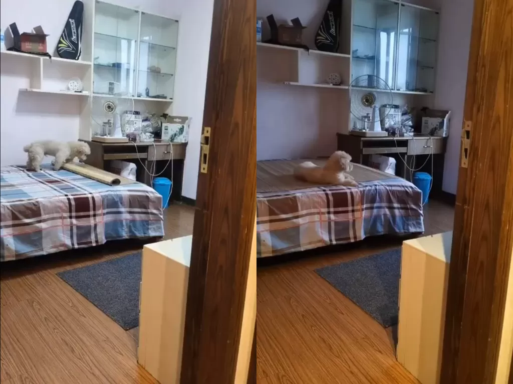 Cuplikan video anjing pintar yang rapikan tempat tidur sebelum tidur.  (photo/Twitter/@AnimalsWorId)