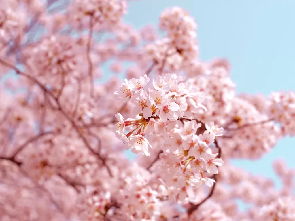 Bunga sakura. (Unsplash/@ajny)