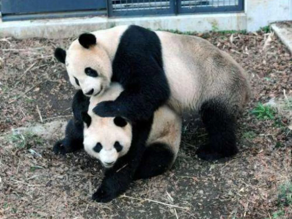 Ilustrasi panda kawin. (phys.org)
