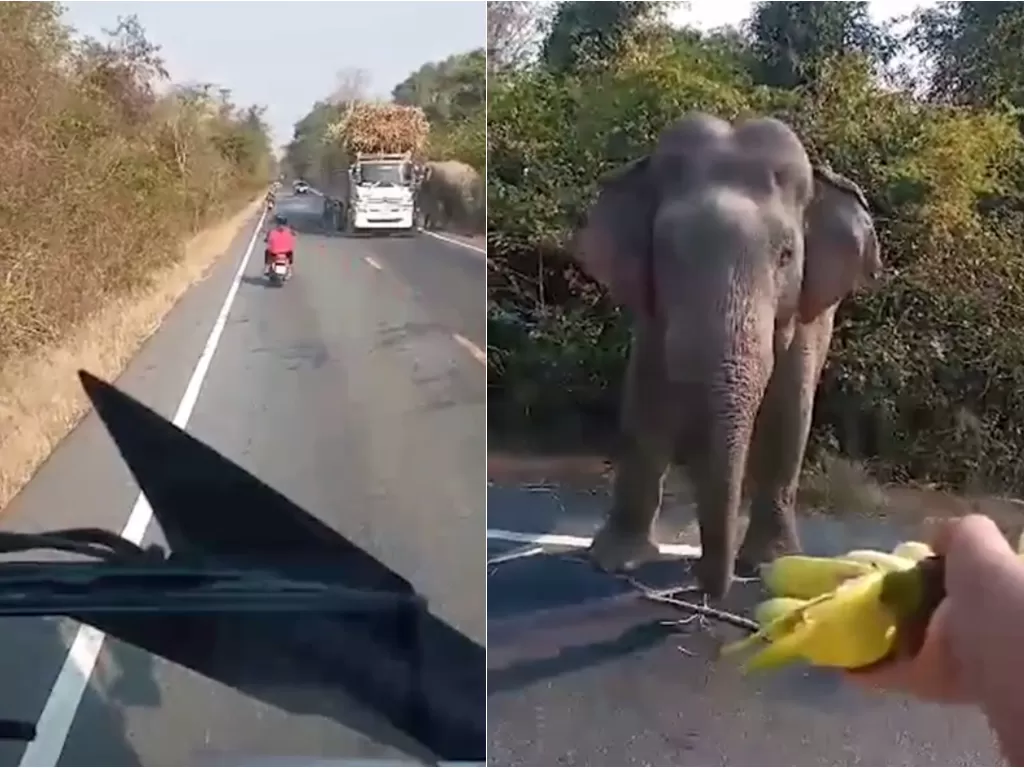 Gajah hentikan truk tebu (Viral Press)