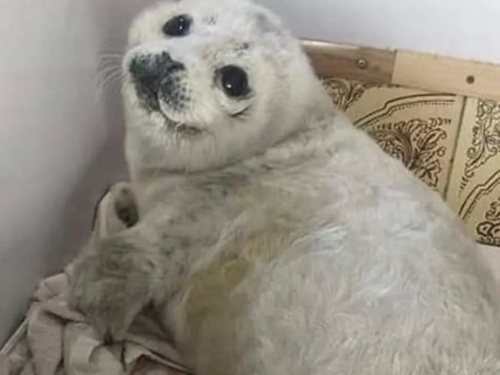 Bayi anjing laut meninggal karena stres (Instagram)