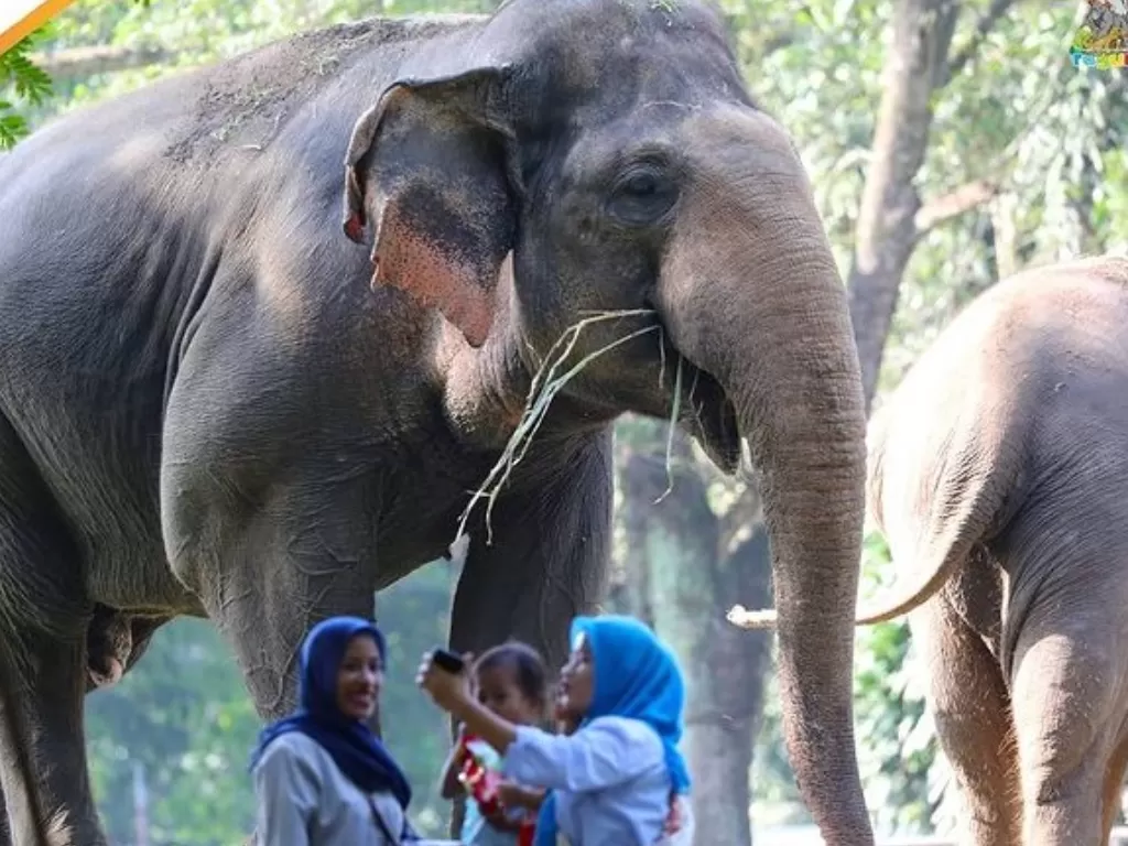 Ilustrasi gajah di kebun Ragunan. (Instagram/@ragunanzoo).