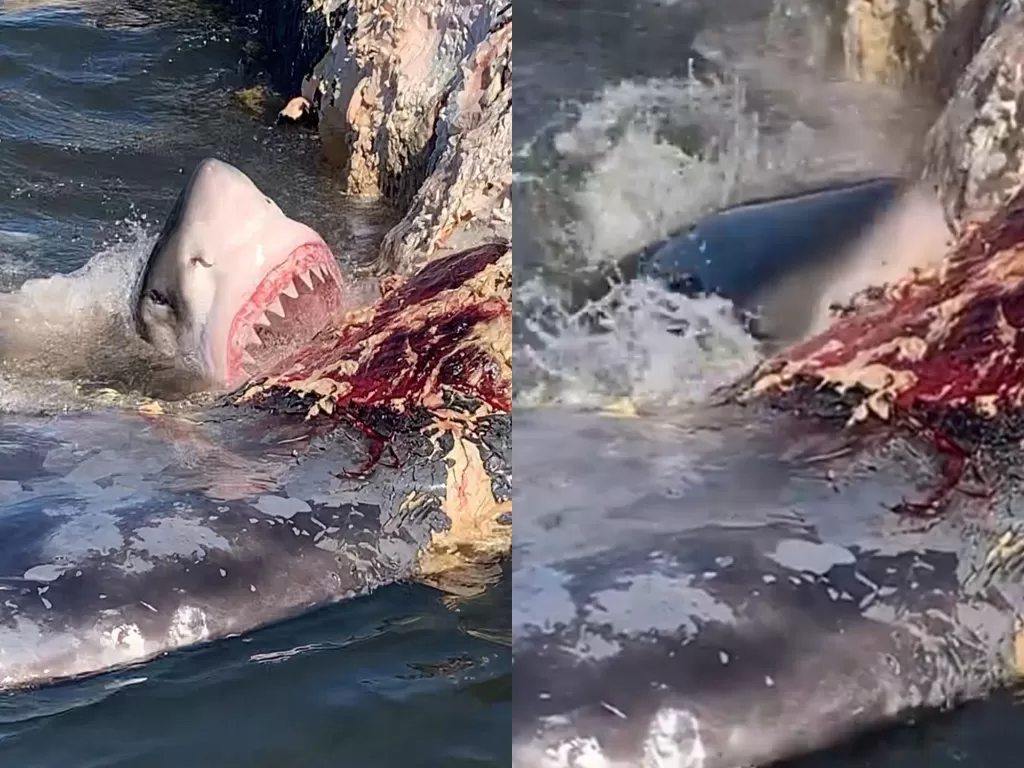 Seekor hiu memakan bangkai paus. (Photo/Instagram/@outcast_sport_fishing)