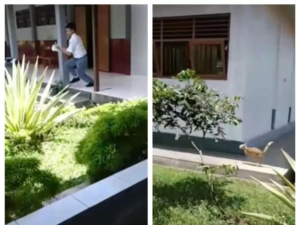 Viral pelajar SMA ini kabur lihat kucing oren. (TikTok/@ahn.f)