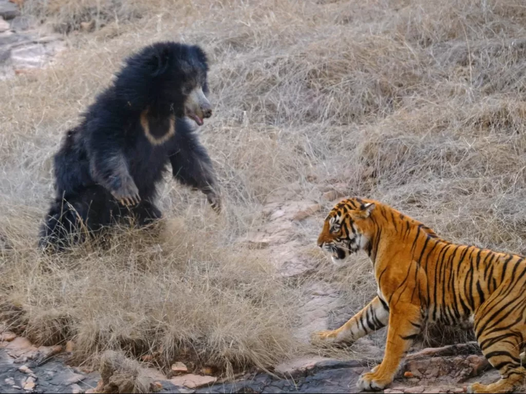 Pertempuran beruang dan harimau (Caters)